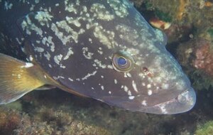 Un jour à Mérouland